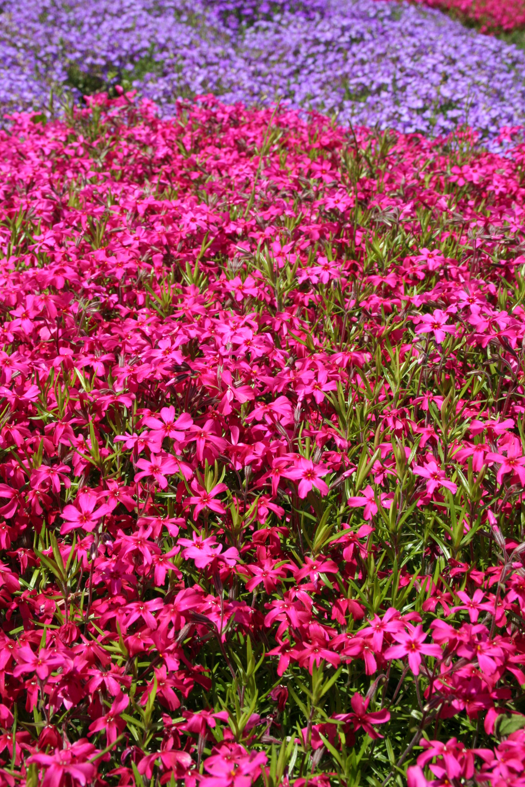 花 植物 さっぽろ観光写真ライブラリー