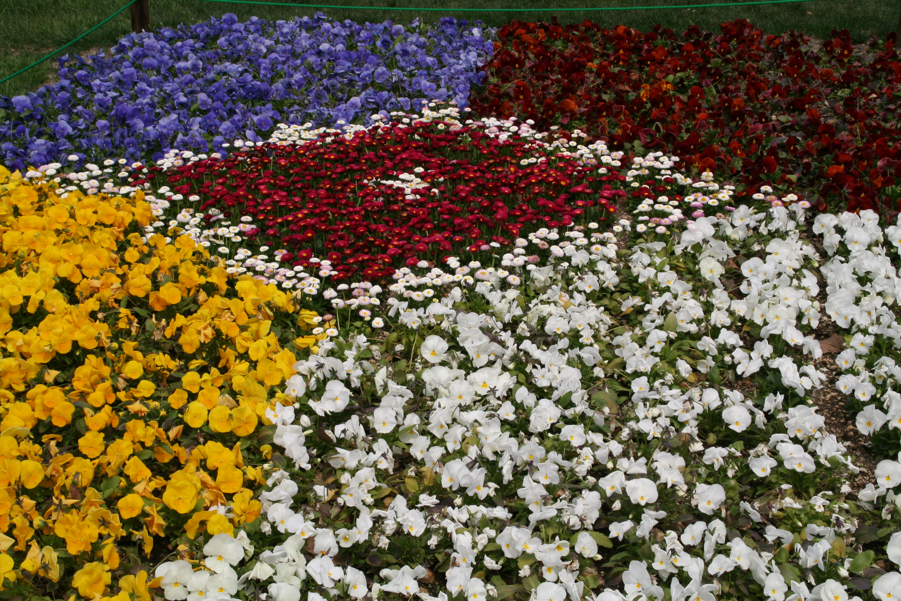 花 植物 さっぽろ観光写真ライブラリー